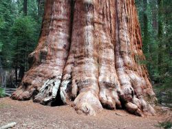 sequoia